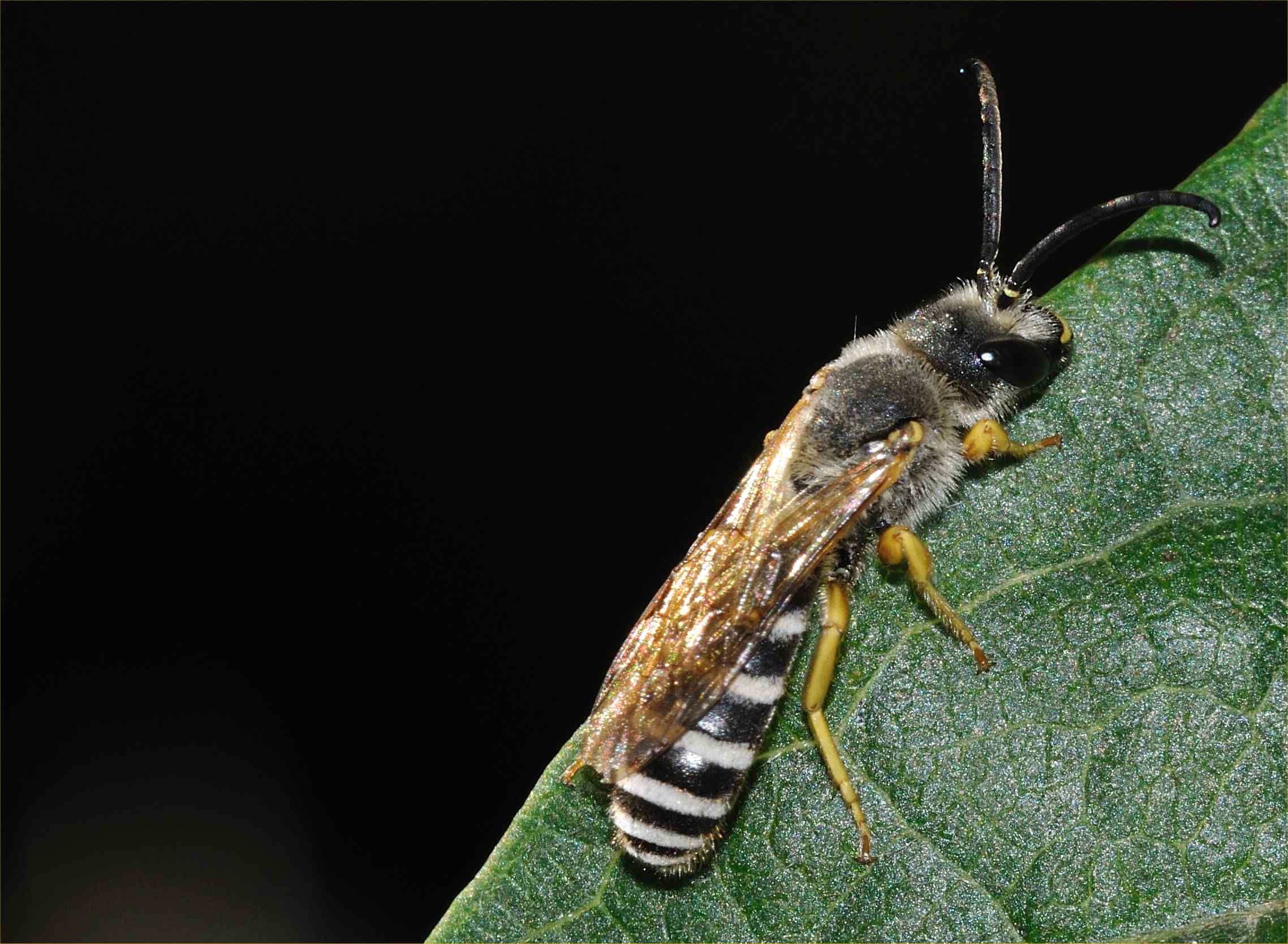 Halictus scabiosae